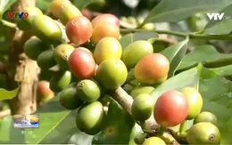 Cà phê đặc biệt - cảm hứng thay đổi cuộc sống