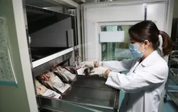 Nguồn máu cấp cứu, điều trị lại sắp cạn kiệt do dịch bệnh