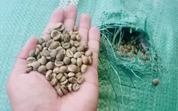 Bắt 2 xe tải vận chuyển 42 tấn hạt cà phê không rõ nguồn gốc