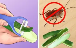 6 mẹo giúp nhà bạn “sạch bóng” côn trùng mà không dùng chất hóa học