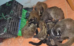 Tăng cường phòng, chống buôn bán trái phép động vật hoang dã