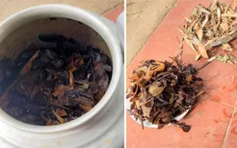 Tự ý dùng thuốc nam thay cho phác đồ điều trị, 2 trẻ rơi vào tình trạng thận hư và suy thận nặng