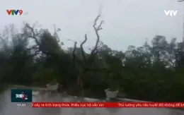 Khánh Hòa - Hàng trăm bè nuôi tôm hùm và bè du lịch bị sóng đánh hư hỏng nặng