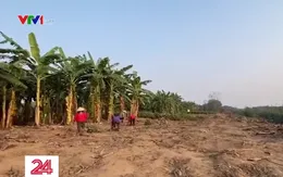 Hàng ngàn m2 hoa màu sắp thu hoạch bị kẻ xấu chặt phá