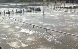 Hiệu quả từ mô hình nuôi tôm cho nông hộ nhỏ