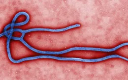 Dịch bệnh Ebola quay trở lại Tây Phi sau 5 năm vắng bóng