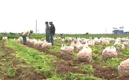 Xót xa hàng chục nghìn tấn cà rốt tại Hải Dương có nguy cơ đổ bỏ