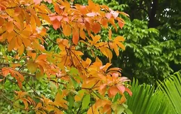 Hà Nội đẹp nao lòng mùa thay lá