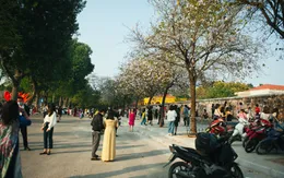 "Con đường hoa ban" đẹp nao lòng giữa Thủ đô