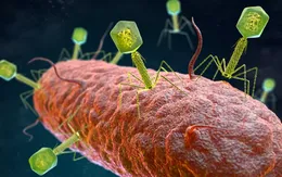 Phát hiện 70.000 loại virus chưa từng biết tới trong ruột con người