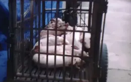 Vụ việc cơ sở giết mổ lợn bệnh, lợn chết: Trưởng thôn khẳng định kiểm tra thấy toàn lợn… ngon