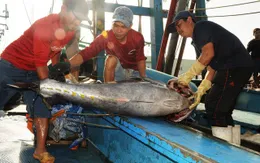 Sản lượng cá ngừ đại dương sụt giảm, ngư dân hụt hẫng