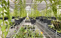 Độc đáo vườn lan tiền tỷ trên sân thượng của chàng trai Lê Mạnh Chung