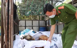 Phát hiện, bắt giữ xe tải vận chuyển gần 400 kg gà chết