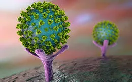 Phát triển protein có thể vô hiệu hóa virus SARS-CoV-2 trong thận