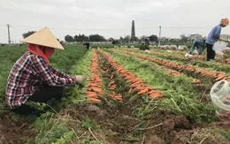Hải Dương xét nghiệm SARS-CoV-2 cho nông dân, những người vận chuyển, sơ chế thu mua nông sản