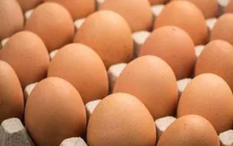 Malaysia kiểm tra trang trại trứng để xác định nguồn lây vi khuẩn Salmonella