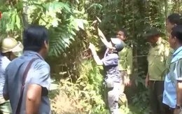 Nắng nóng kéo dài, rừng Cà Mau có thể tăng cấp độ cháy sang cấp 3, cấp 4