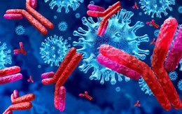 Kháng thể giúp người đã nhiễm virus SARS-CoV-2 có thể tránh tái nhiễm trong 9 tháng