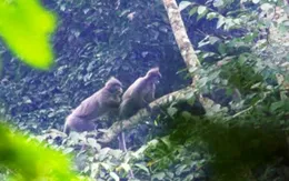 Mua súng trên mạng để bắn chết voọc chân xám quý hiếm