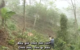 Hô biến rừng tự nhiên thành "vàng" chảy vào túi riêng: Em sai rồi, cho em được... trồng lại "rừng"!