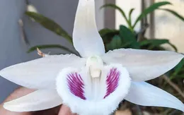 Ngành thuế sẽ quản lý thu đối với kinh doanh lan đột biến