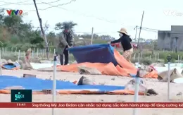 Ồ ạt trữ tỏi chờ giá- nông dân đối mặt rủi ro