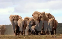 Suy giảm số lượng voi hoang dã