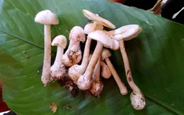 Phòng ngộ độc nấm vào mùa xuân