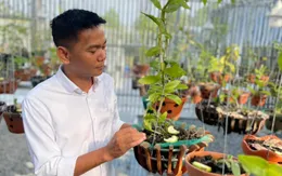 Nghệ nhân Vinh Phạm và giá trị của vườn lan khủng