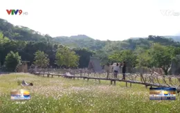 Cánh đồng hoa vùng hạn