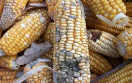 Bột ngô mốc: "Sát thủ" gây ngộ độc ở vùng cao