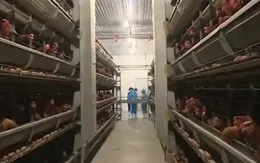 Đầu tư công nghệ trong chăn nuôi giúp kéo giảm chi phí sản xuất