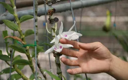 Ngành Thuế khó xác minh các giao dịch “lan đột biến”