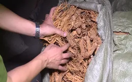 Đường dây buôn lậu thuốc bắc xuyên quốc gia: Hé lộ số tiền 'làm luật' khủng cho cán bộ hải quan