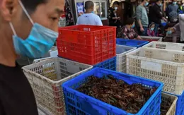 WHO ra khuyến cáo quan trọng ngăn ngừa dịch bệnh tương tự COVID-19