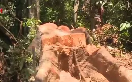 Vẫn nóng tình trạng phá rừng giáp ranh