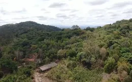 Nan giải bài toán trồng lại rừng vẫn đảm bảo môi trường và kinh tế