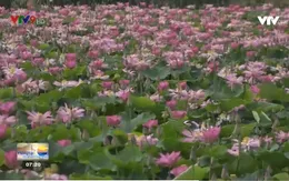 Khó khăn bao trùm vùng sen Tháp Mười