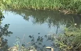 TP. HCM: Cảnh báo ô nhiễm nước qua nhiều vụ cá chết