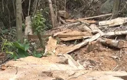Lâm tặc kê ván làm cầu, đổ bê tông làm dốc để vận chuyển gỗ trái phép