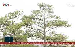 Cho thuê môi trường rừng để làm du lịch sinh thái