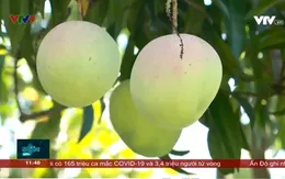 Cấp bách tìm cách tiêu thụ cho vùng xoài lớn nhất Nam Trung bộ