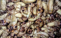 Nam thanh niên bị ngộ độc sau khi ăn ve sầu