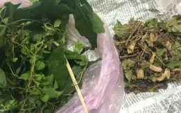 Bé 5 tháng tuổi suy gan sau khi uống thuốc nam