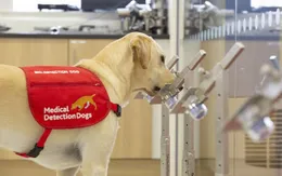 Nghiên cứu chứng minh chó nghiệp vụ có thể phát hiện tới 90% ca mắc COVID-19