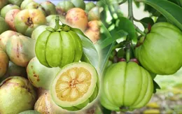 Bí quyết giảm cân an toàn từ thảo dược tự nhiên