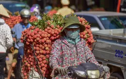 5.000 tấn vải thiều Bắc Giang được tiêu thụ mỗi ngày