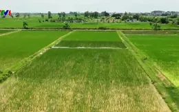 Thanh Oai, Hà Nội: Rà soát công tác dồn điền đổi thửa tại xã Bình Minh