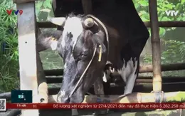 Người chăn nuôi bò sữa khó tìm đầu ra